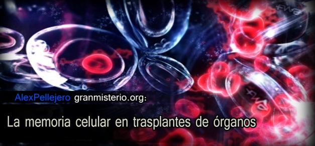 La memoria celular en trasplantes de órganos Memocer